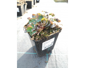 Aquilegia vulgaris ‘Rose Barlow’