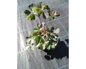 Aquilegia vulgaris ‘Rose Barlow’