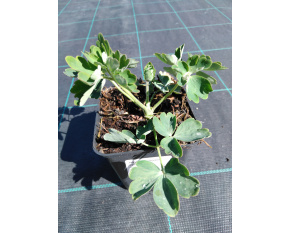 Aquilegia vulgaris ‘Nora Barlow’