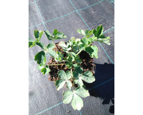 Aquilegia vulgaris ‘Nora Barlow’