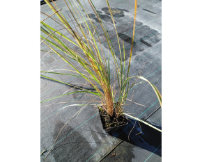 Calamagrostis x acutiflora ‘Overdam’