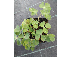 Aquilegia x caerulea ‘Navy and White’