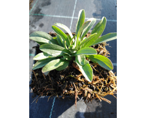 Aster alpinus ‘Happy End’