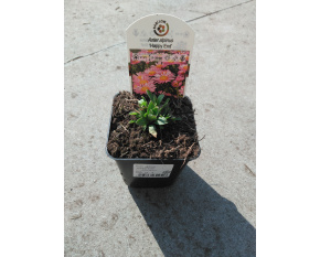 Aster alpinus ‘Happy End’