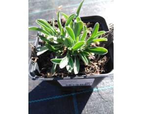 Aster alpinus ‘Happy End’