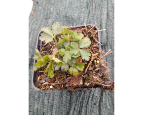 Anemone sylvestris