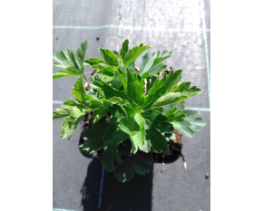 Anemone sylvestris