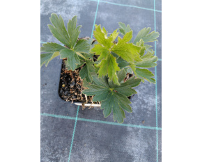 Anemone sylvestris
