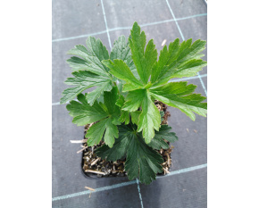 Anemone sylvestris