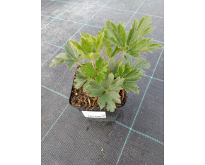 Anemone sylvestris