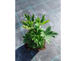 Anemone sylvestris