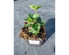 Anemone sylvestris