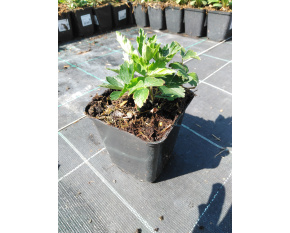 Anemone sylvestris