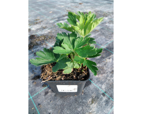 Anemone sylvestris