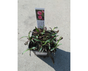 Aster novi-belgii ‘Peter Harrison’