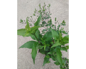 Aster divaricatus ‘Beth Chatto’