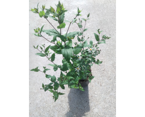 Aster divaricatus ‘Beth Chatto’