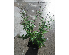 Aster divaricatus ‘Beth Chatto’