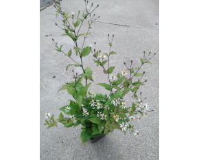 Aster divaricatus ‘Beth Chatto’