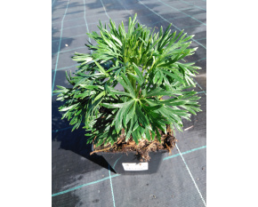 Aconitum napellus ‘Album’