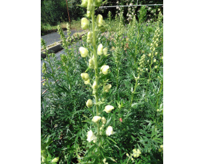 Aconitum napellus ‘Album’