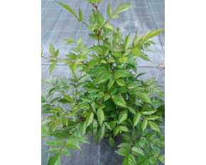Astilbe x arendsii ‘Brautschleier’
