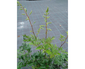 Astilbe x arendsii ‘Brautschleier’