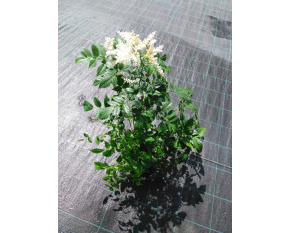 Astilbe x arendsii ‘Brautschleier’