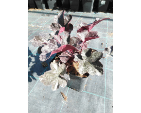 Heuchera ‘Obsidian’