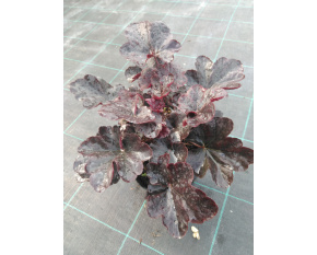 Heuchera ‘Obsidian’