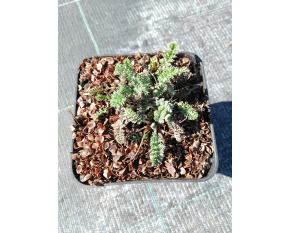 Anthemis marschalliana