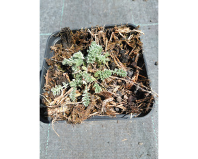 Anthemis marschalliana