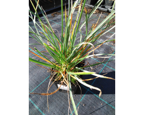 Sesleria heuffleriana