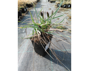 Sesleria heuffleriana