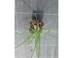 Sesleria autumnalis