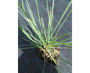 Sesleria autumnalis