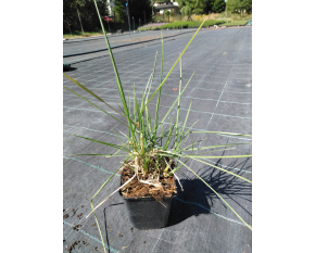 Sesleria autumnalis