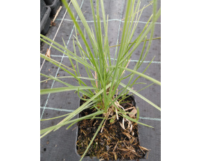 Sesleria autumnalis