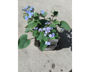 Brunnera macrophylla