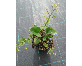 Brunnera macrophylla