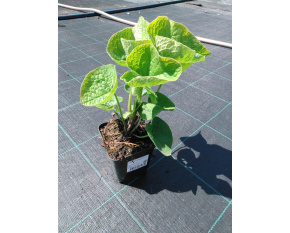 Brunnera macrophylla P9x9