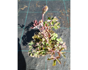 Aquilegia vulgaris ‘Winky Blue-White’