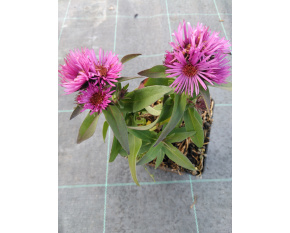 Aster novae-angliae ‘Vibrant Dome’