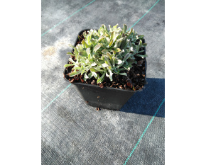 Antennaria dioica ‘Rubra’