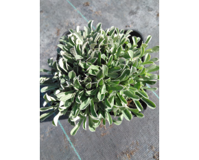 Antennaria dioica ‘Rubra’