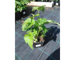 Anemone japonica ‘Whirlwind’