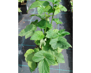 Anemone japonica ‘Whirlwind’
