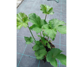 Anemone japonica ‘Whirlwind’