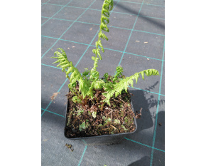 Athyrium filix-femina