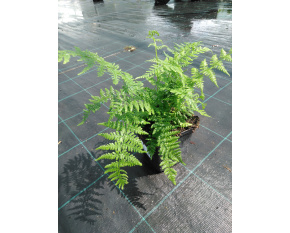 Athyrium filix-femina